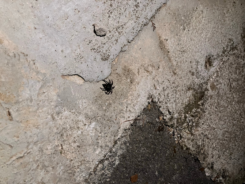 Une araignée sombre est clairement visible assise sur un mur en béton rugueux. La prise de vue montre l'animal en perspective rapprochée dans son environneme...