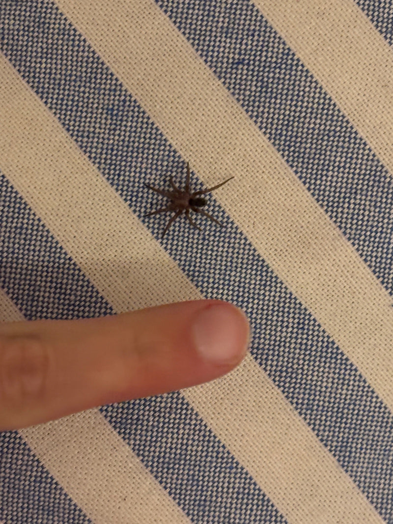 Une araignée noire et brune est posée sur un tissu rayé bleu et blanc. Un doigt humain se trouve à côté pour donner l'échelle.