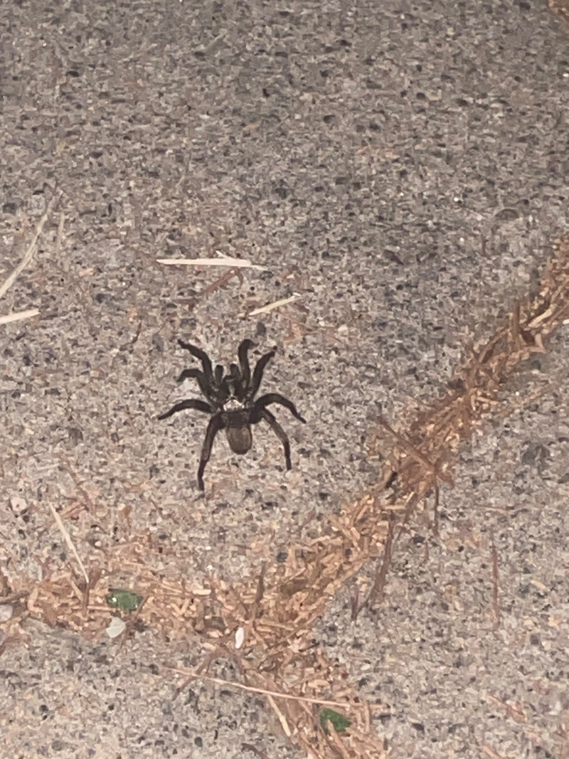 L'image montre une araignée sur un sol rugueux et pierreux. L'araignée adopte une posture typique avec les pattes écartées.