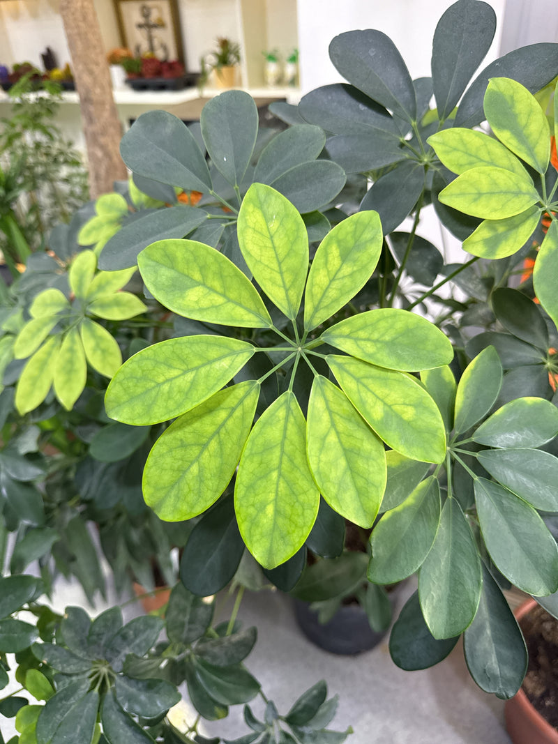 On voit un gros plan des feuilles typiques à plusieurs doigts d'un arbre parapluie nain. Les feuilles vert clair et vert foncé sont disposées en rosette cara...