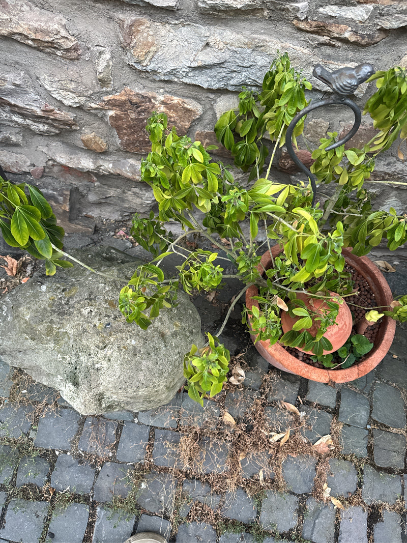 L'image montre un Schefflera dans un pot de fleurs posé sur le sol devant un mur de pierre. La plante présente des feuilles vertes palmées.