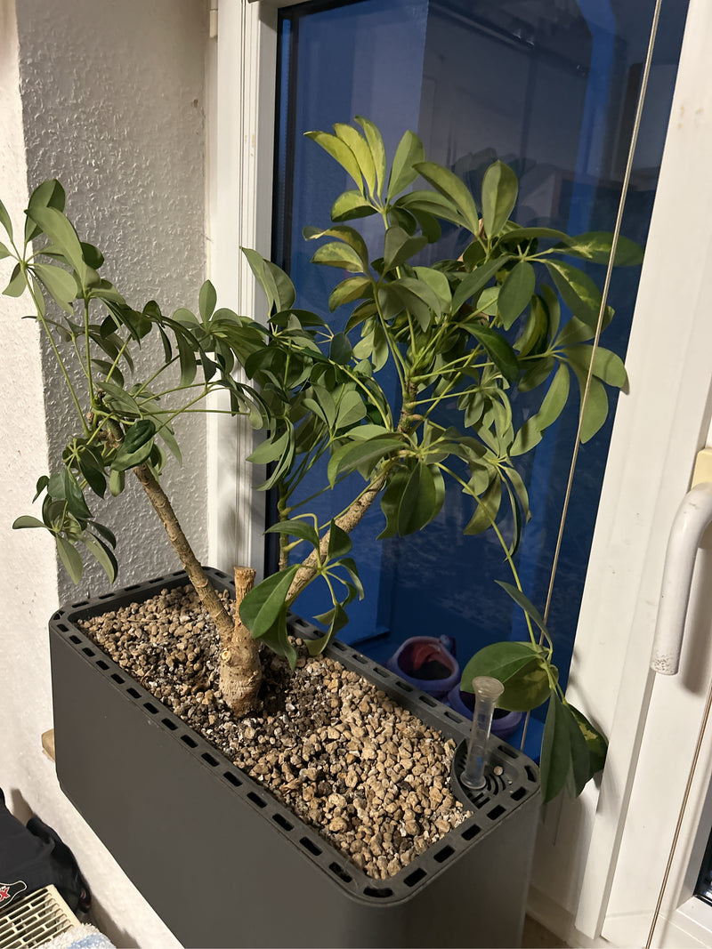 On peut voir un bel arbre umbrella nain dans une jardinière allongée. La plante se trouve à l'intérieur devant une fenêtre.