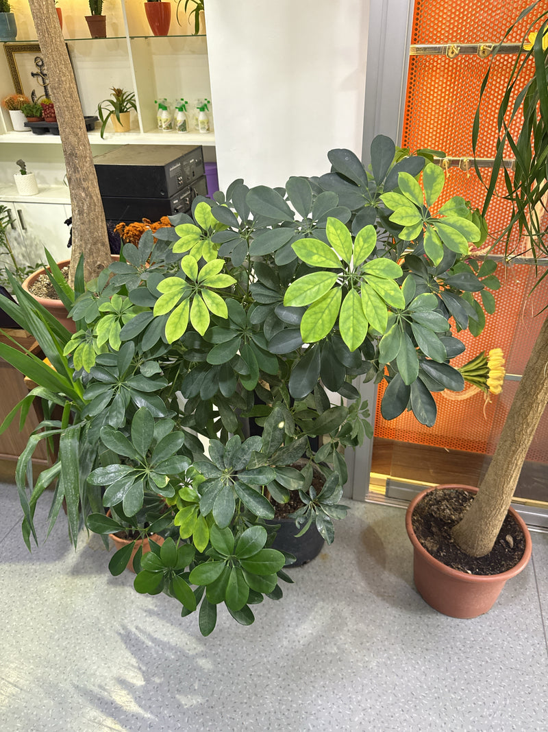 On peut voir un Schefflera sain dans un pot de fleurs à l'intérieur. Les feuilles palmées caractéristiques présentent des nuances vertes et jaune clair.