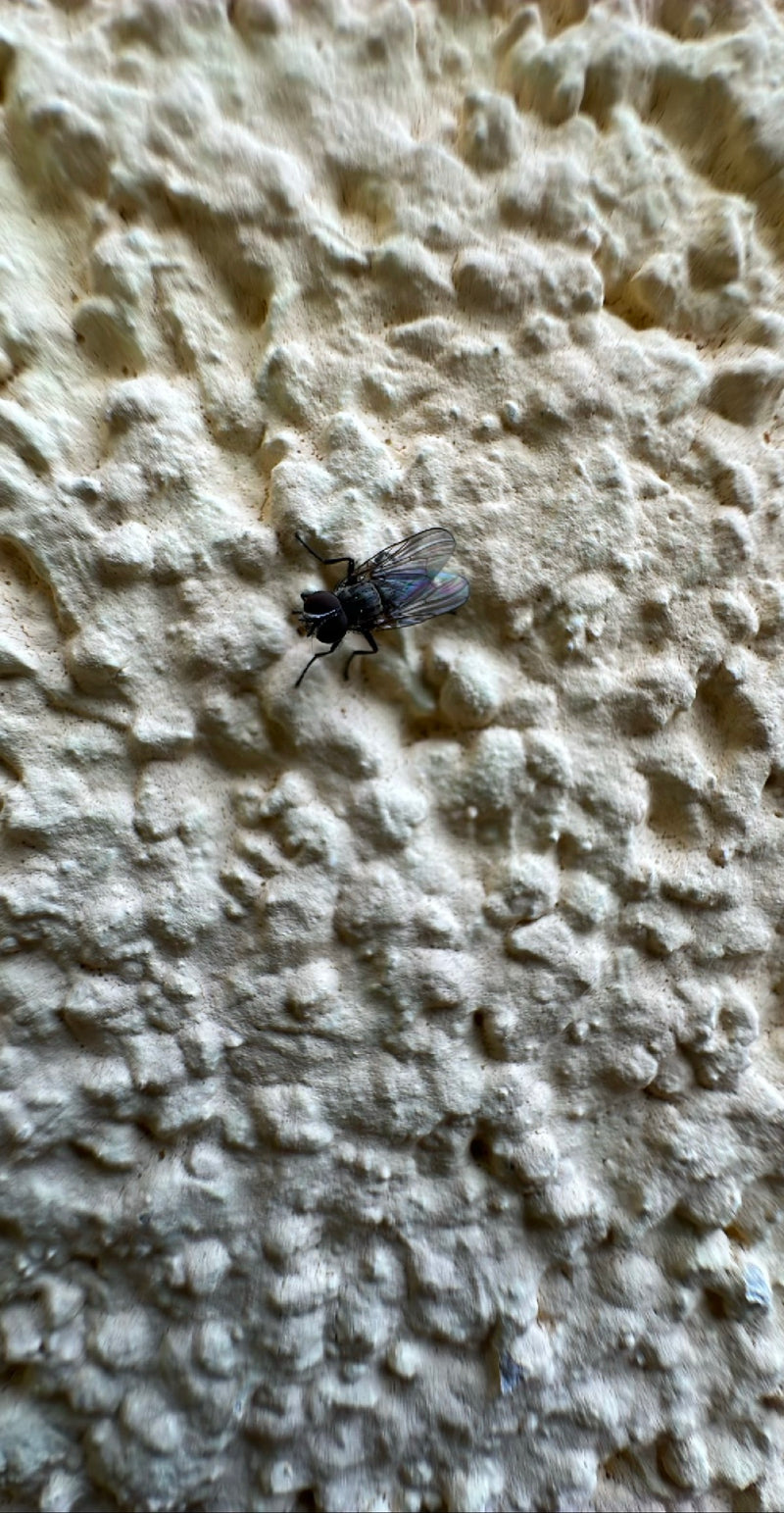 Petite mouche domestique — Bild 1