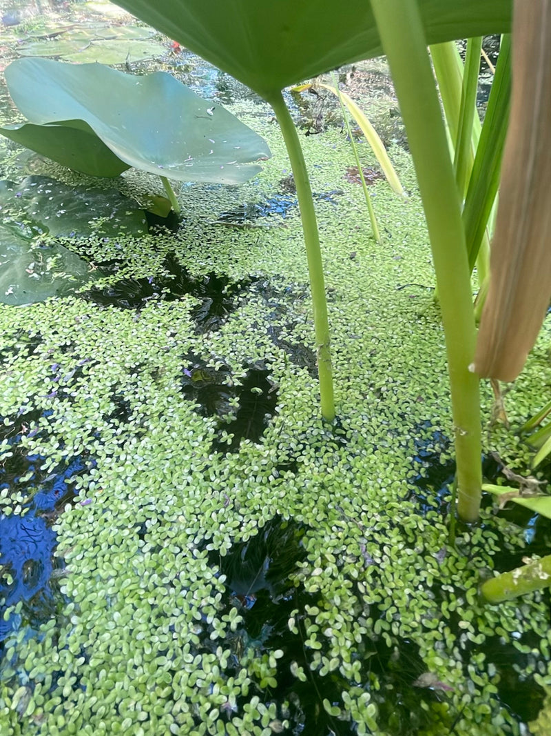 Petites lentilles d'eau — Bild 1