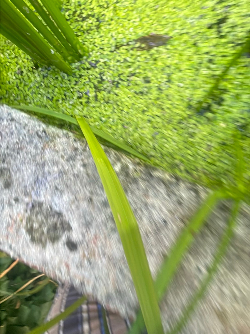 Petites lentilles d'eau — Bild 3