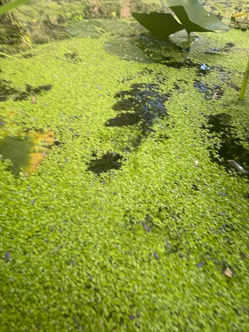 Petites lentilles d'eau — Bild 2