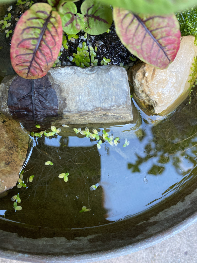 Plusieurs petites lentilles d'eau flottent à la surface calme d'un petit bassin, entourées de pierres et de plantes.