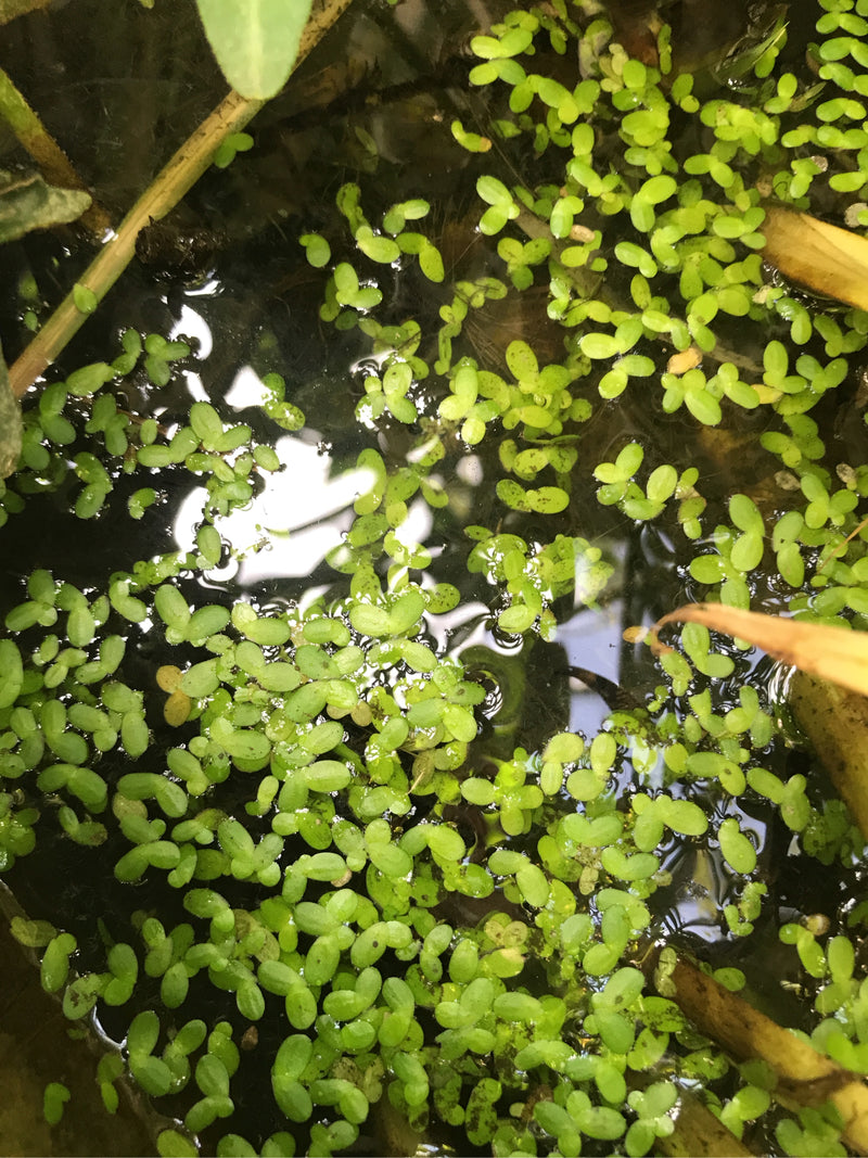 Petites lentilles d'eau — photo 2 sur 6