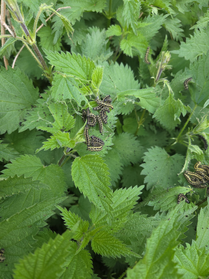 Petit renard — Bild 1