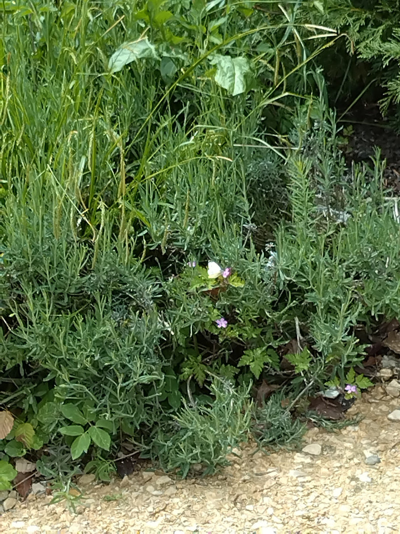 Petit papillon blanc du chou — Bild 5