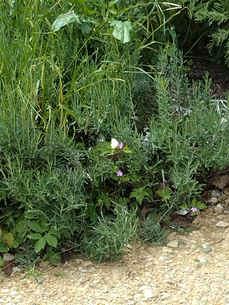 Petit papillon blanc du chou — Bild 4