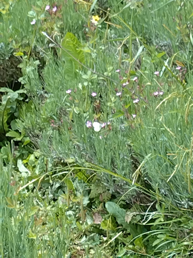 Petit papillon blanc du chou — Bild 3