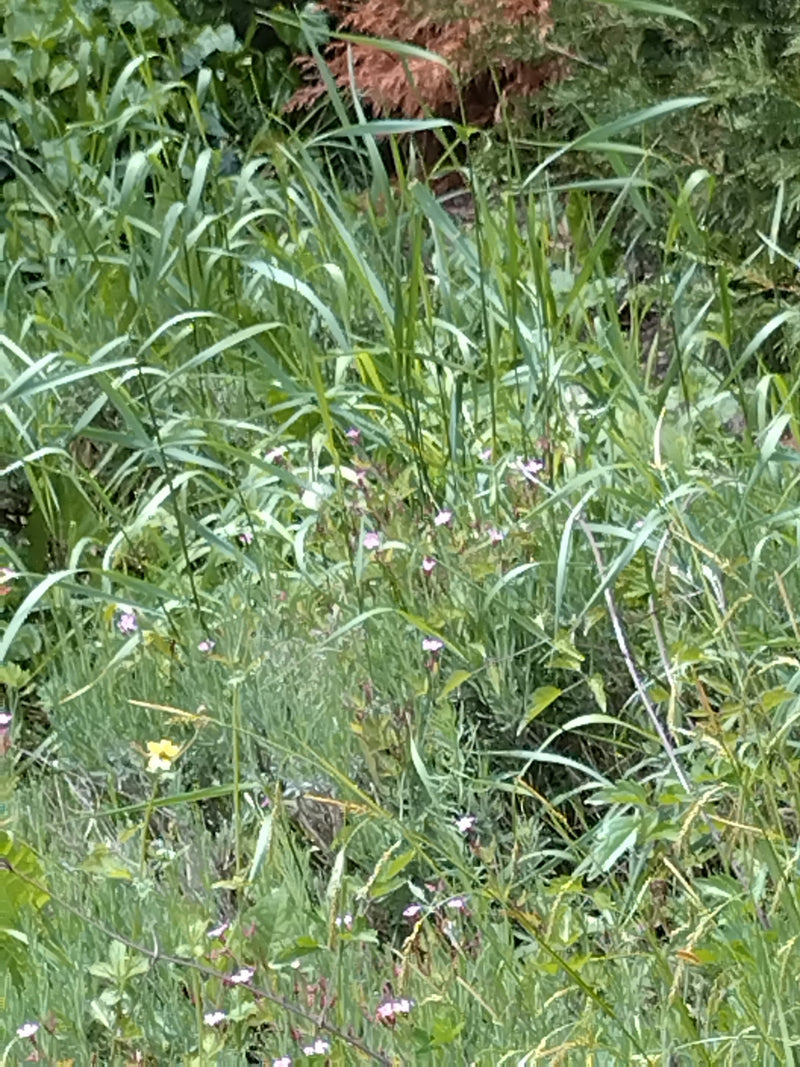 Petit papillon blanc du chou — Bild 2