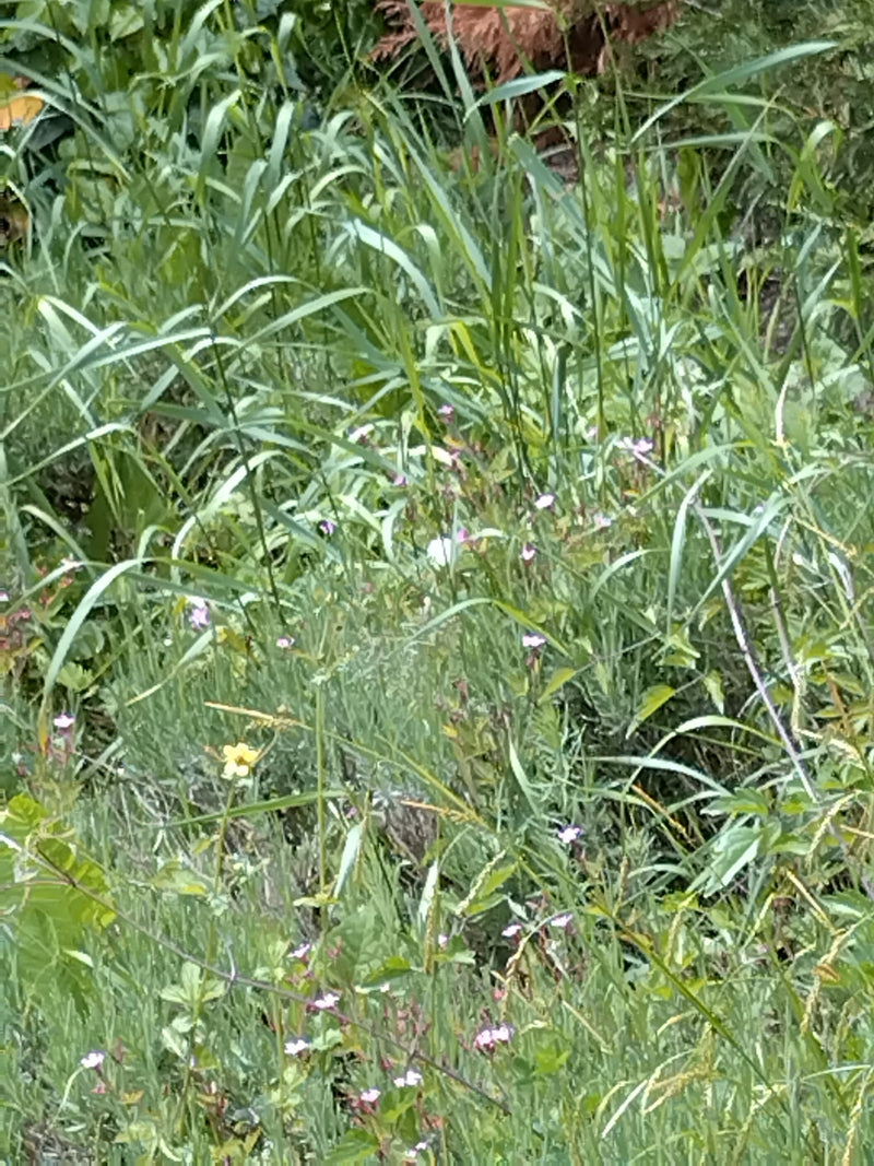 Petit papillon blanc du chou — Bild 1