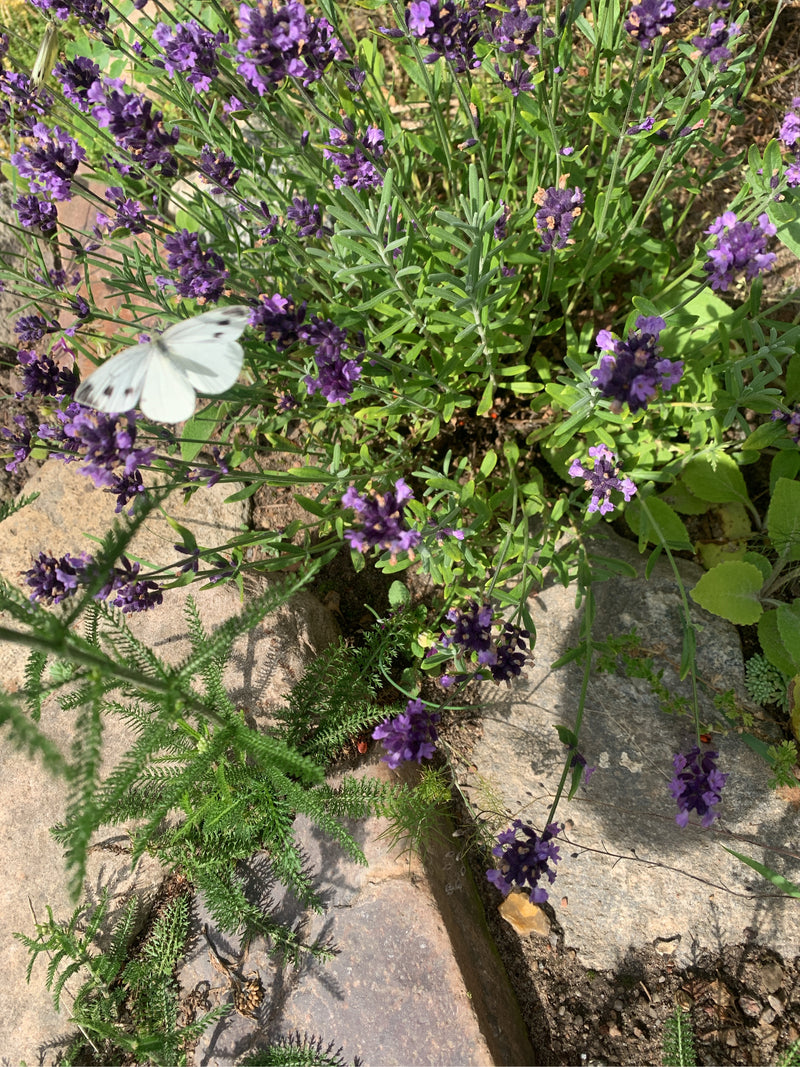 Une petite piéride de la rave est posée sur les fleurs violettes de lavande. D'autres plantes et des pierres sont visibles à l'arrière-plan.