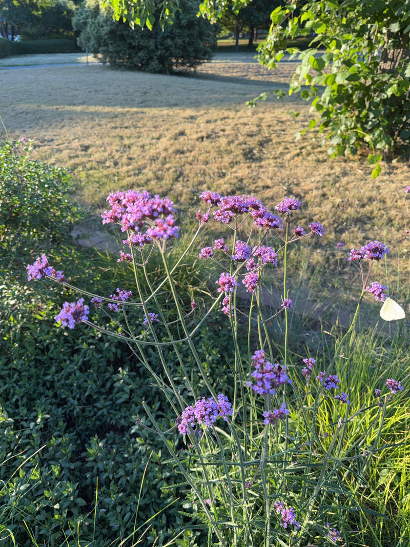 Une piéride de la rave est posée sur les fleurs mauves d'une verveine dans un jardin. Le papillon est bien visible et butine.