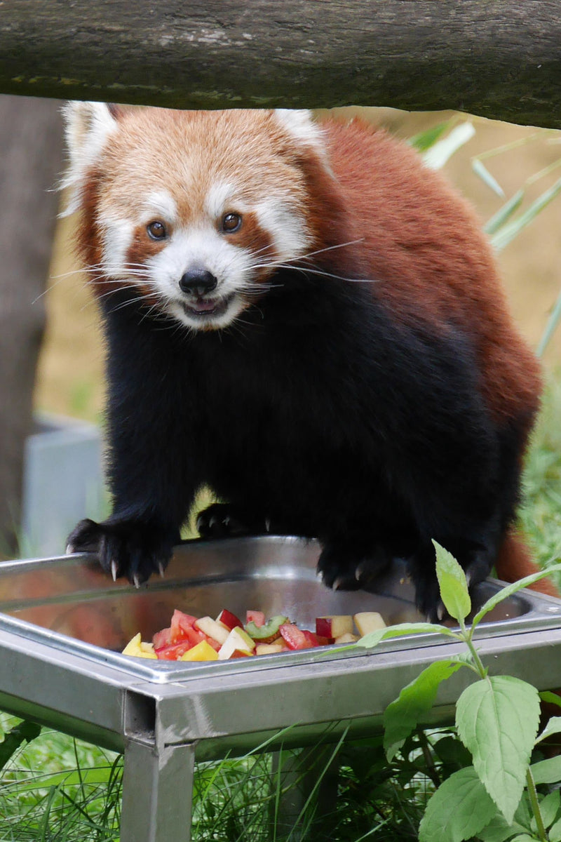 Petit panda — Bild 1