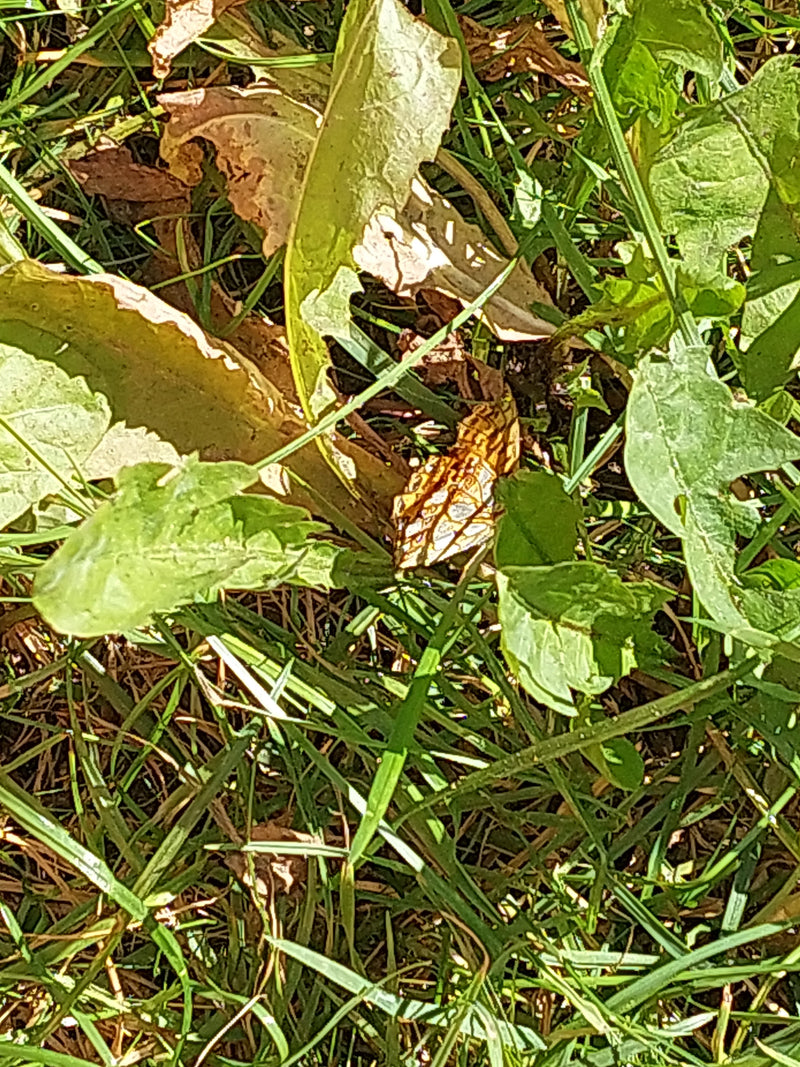 Petit papillon fritillaire — Bild 1