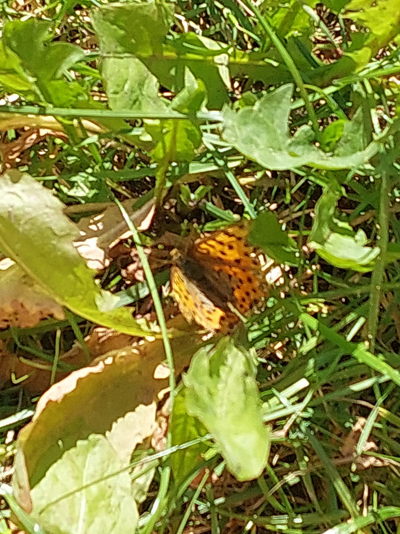 Petit papillon fritillaire — Bild 3
