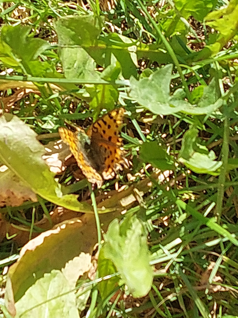 Petit papillon fritillaire — Bild 2