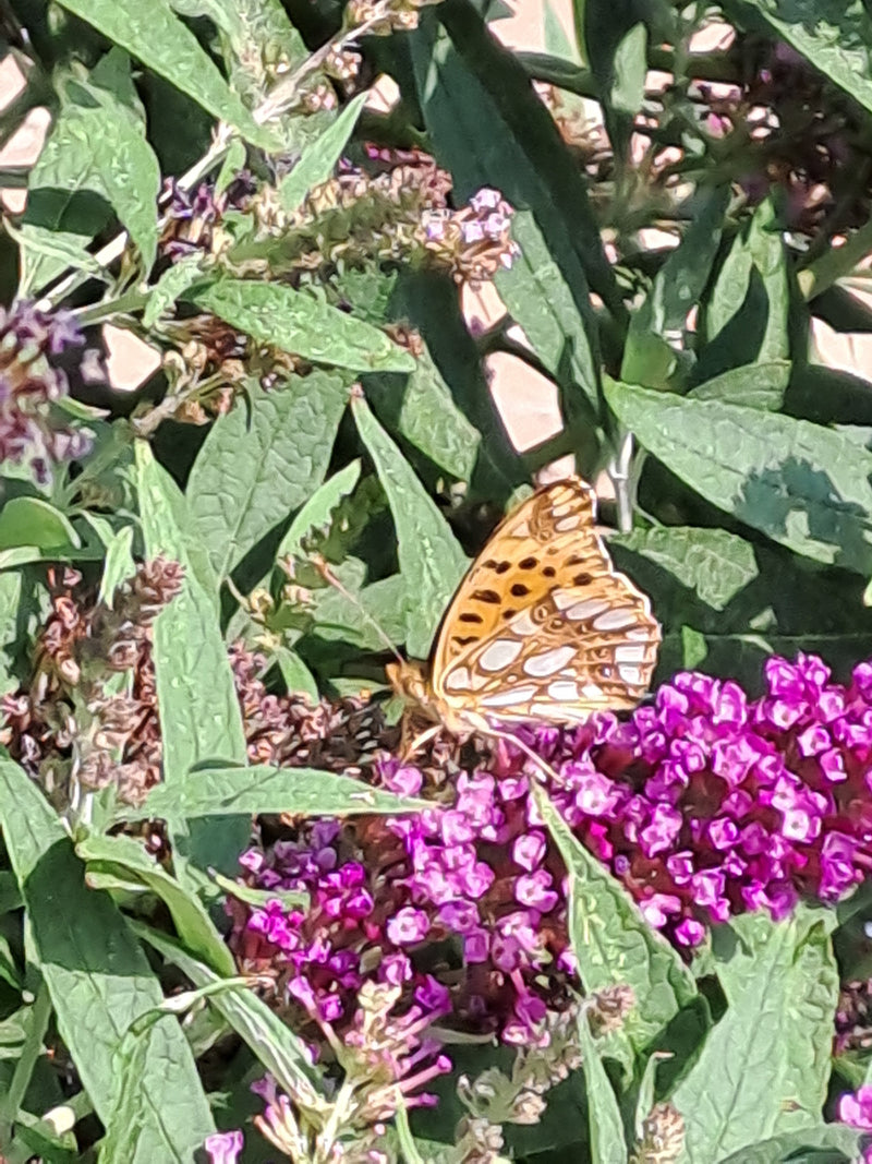 Petit papillon fritillaire — photo 2 sur 7