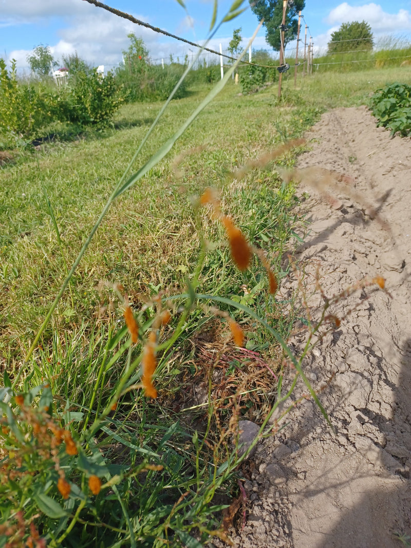 L'image montre de la petite oseille en bordure d'un champ. La plante pousse à l'extérieur dans un environnement rural.