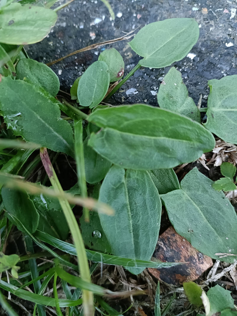 Une rosette basale de petite oseille pousse en bordure d'une surface asphaltée parmi des herbes.