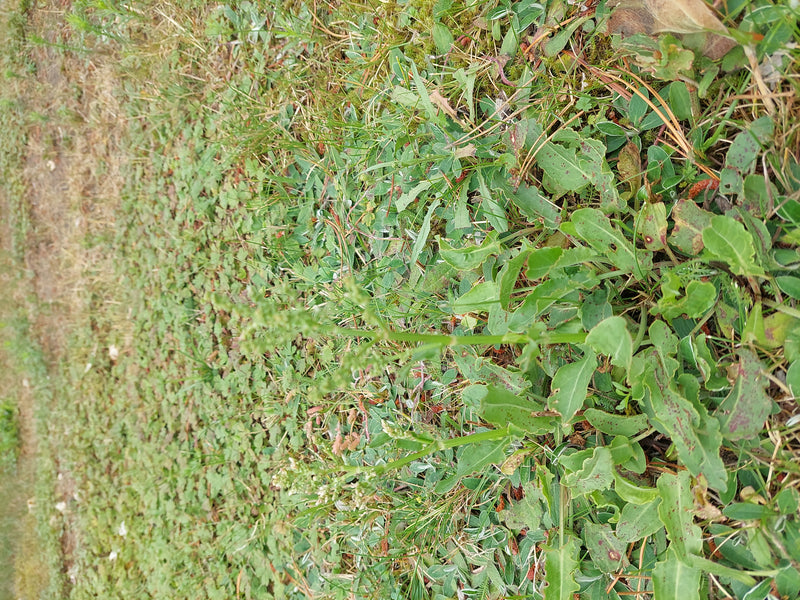 L'image montre des spécimens de petite oseille avec leurs feuilles et inflorescences caractéristiques poussant dans une prairie. La perspective plonge sur la...
