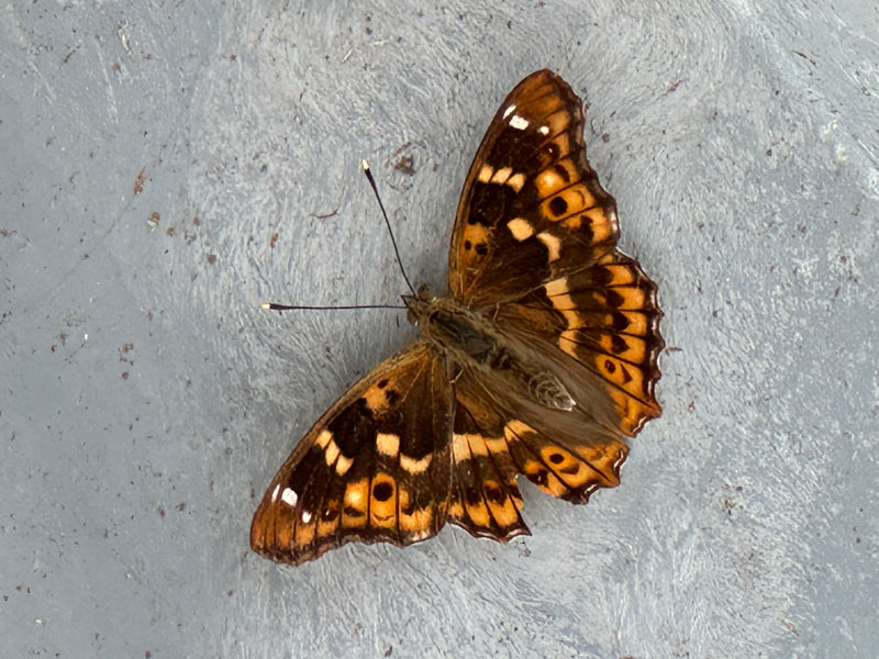 Kleiner Schillerfalter — photo 1 sur 1