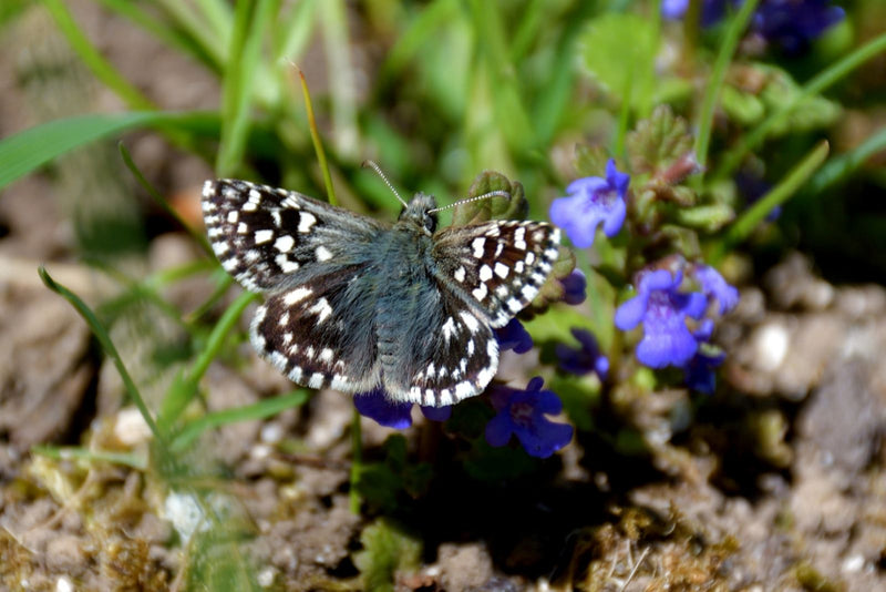 Petit dé papillon — Bild 1