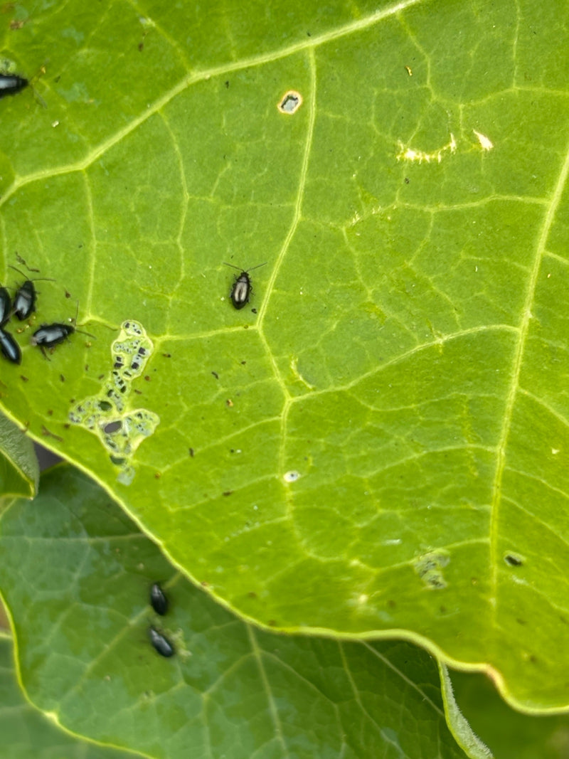 Petite puce de charbon rayée — Bild 1