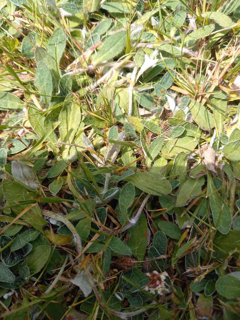 Petite épervière — Bild 1