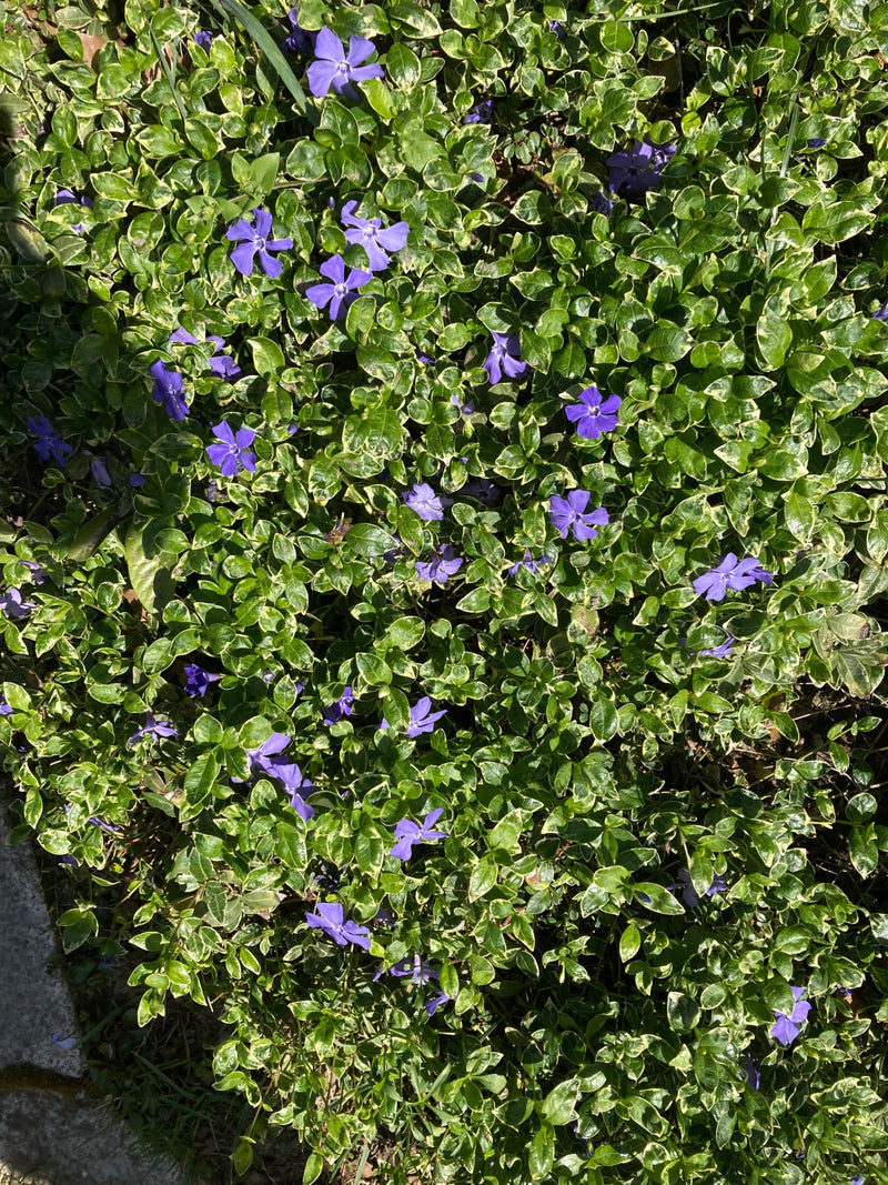 Petit persistant — Bild 1