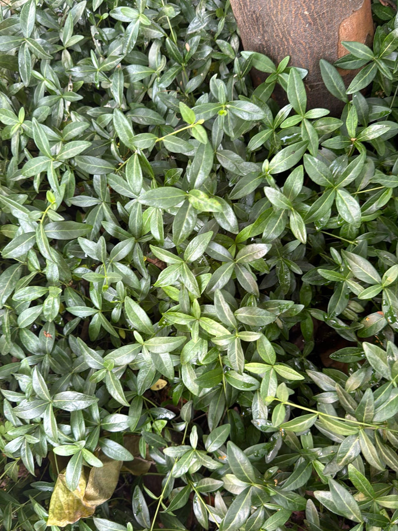 On aperçoit un tapis dense de feuilles brillantes et vert foncé de petite pervenche sur le sol. La plante pousse à plat et s'étend autour d'un tronc d'arbre.