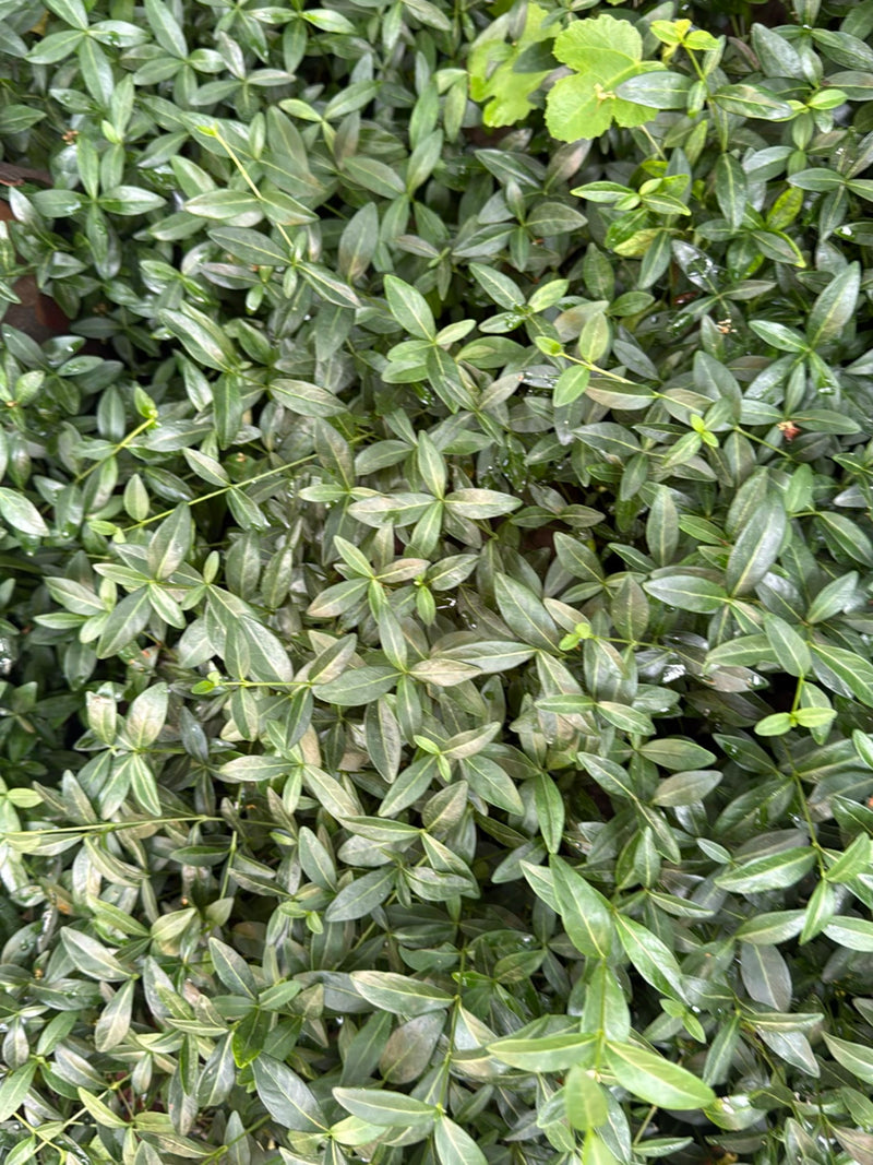 On aperçoit un tapis dense des feuilles typiques, brillantes et opposées de la petite pervenche vue d'en haut.