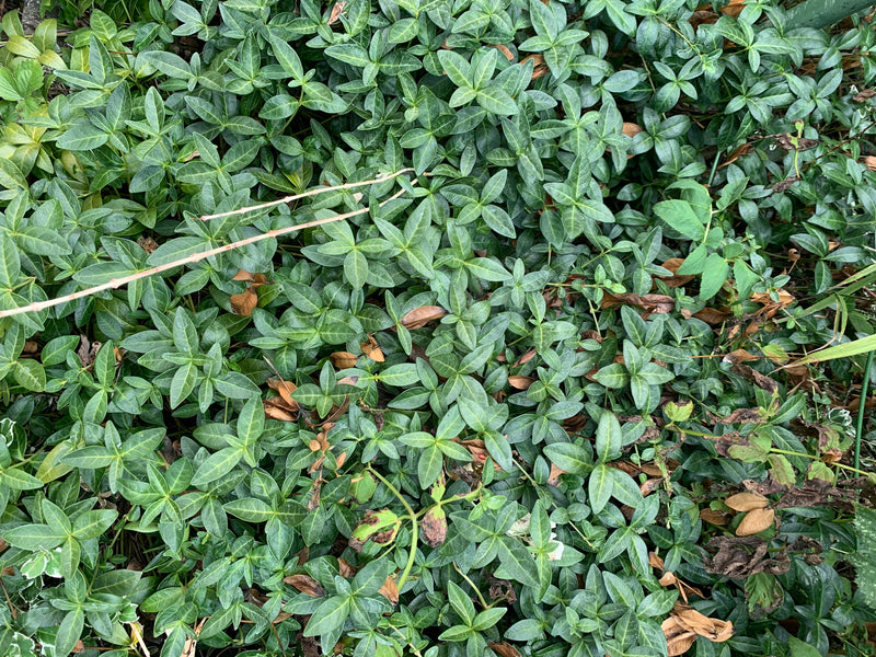 On aperçoit un tapis dense de feuilles brillantes et vert foncé de petite pervenche. L'image montre une vue plongeante de la croissance couvre-sol.