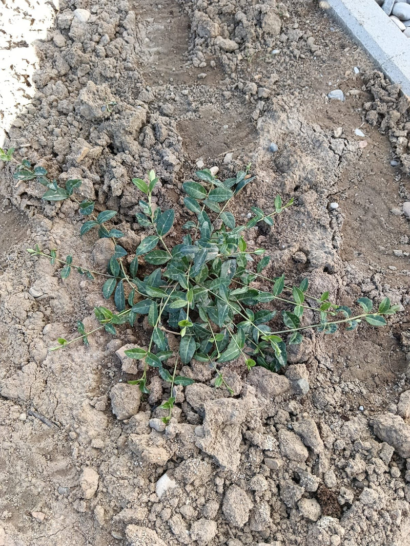 L'image montre une petite pervenche nouvellement plantée avec ses feuilles brillantes caractéristiques, poussant sur un sol nu. La photo montre la plante vue...