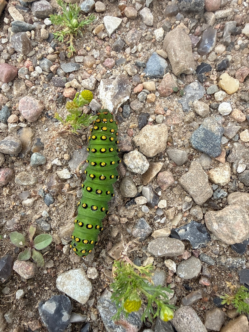 Petit papillon paon — Bild 1