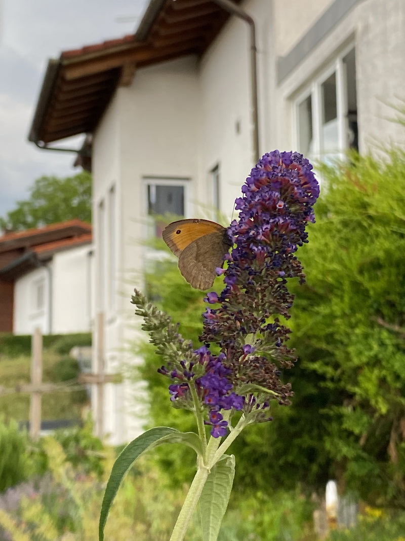 Petit oiseau des prés — Bild 1