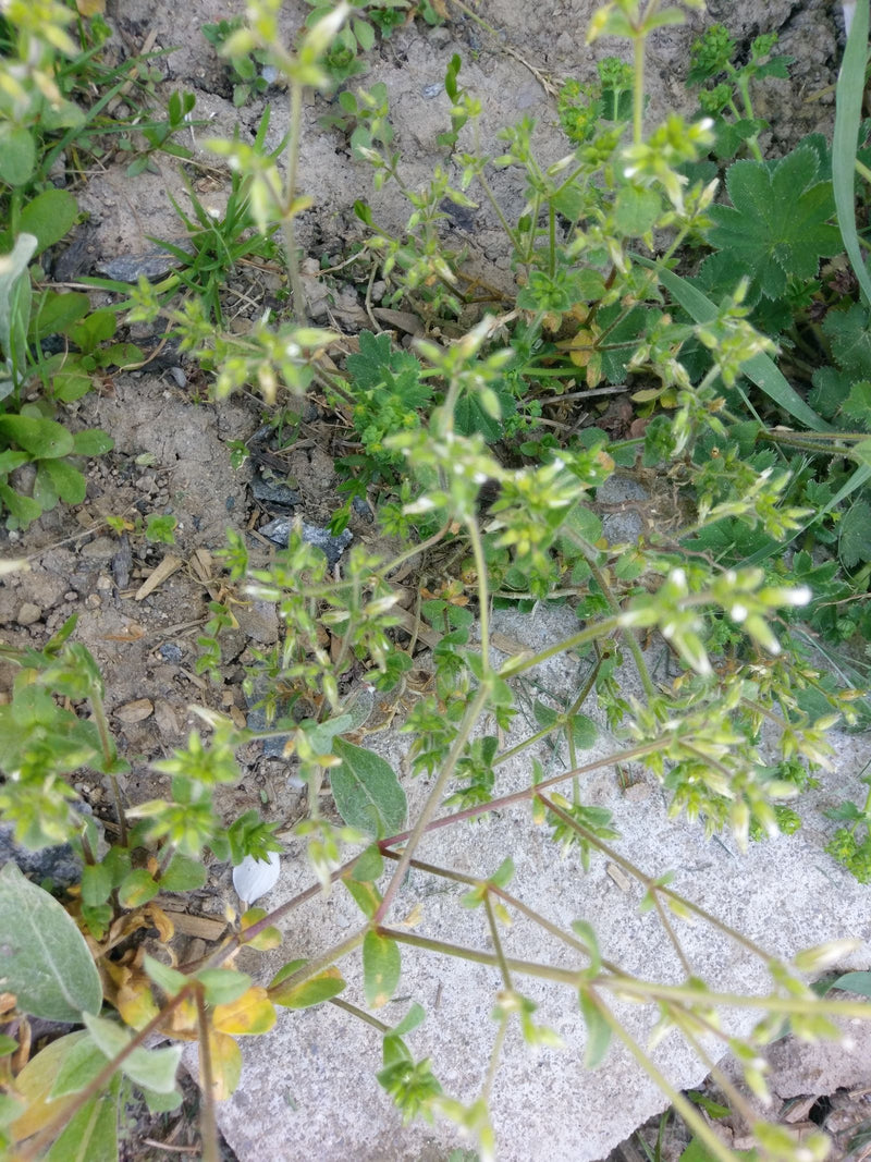 On aperçoit une gaillet gratteron vue du dessus, poussant sur un sol nu et des pierres. Les tiges typiques et les feuilles verticillées sont bien visibles.