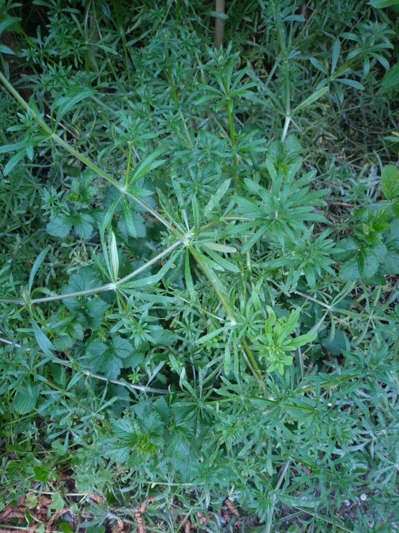 L'image montre un peuplement dense de gaillet gratteron avec des feuilles verticillées caractéristiques. La plante pousse densément sur le sol.