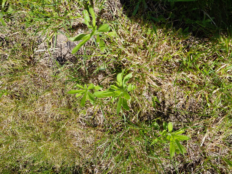 Plusieurs jeunes plantes de gaillet gratteron poussent clairement dans une pelouse clairsemée. Les feuilles verticillées typiques sont visibles du dessus.