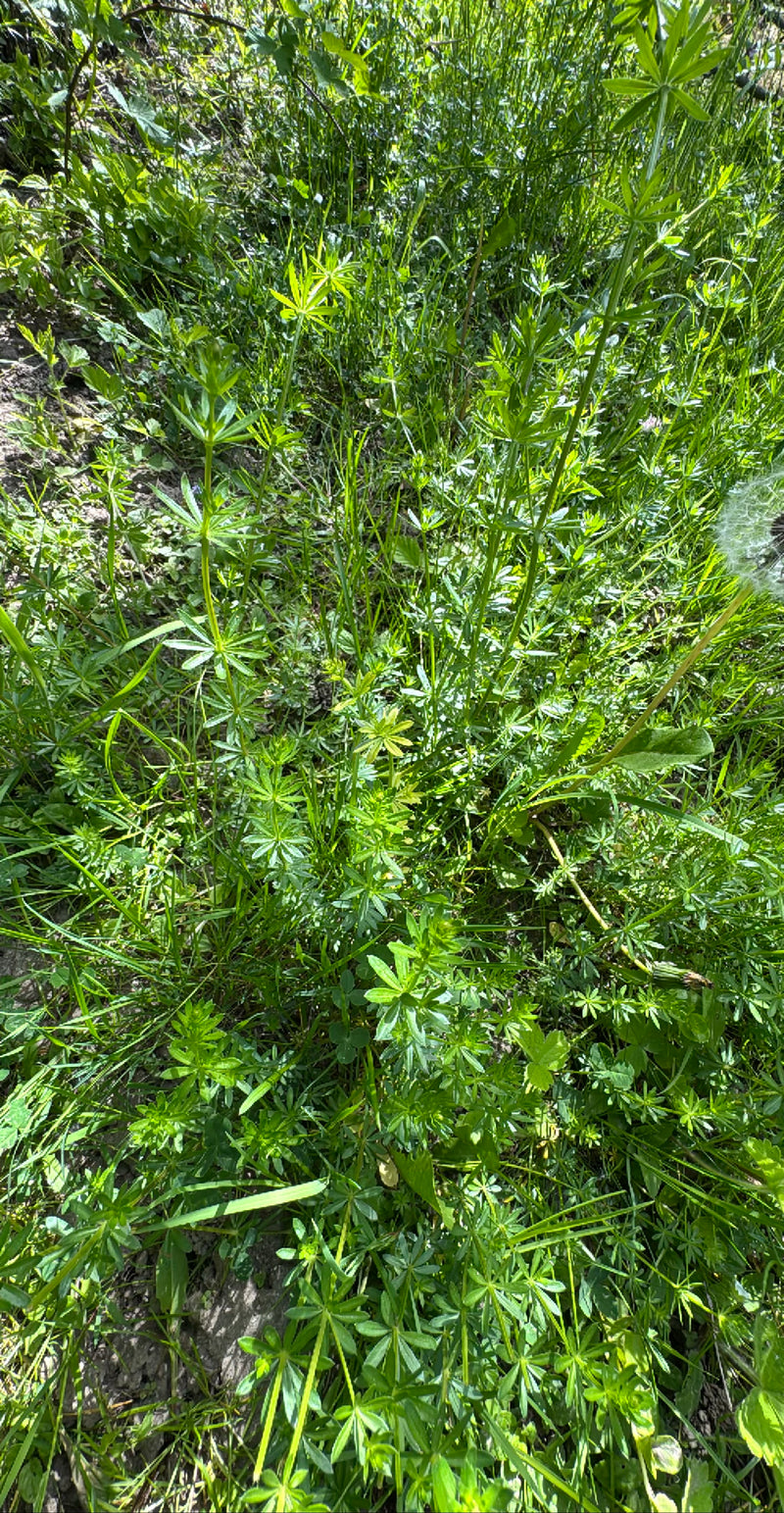 L'image montre du gaillet gratteron poussant densément dans une prairie verte. Les feuilles verticillées et les tiges typiques sont bien visibles.