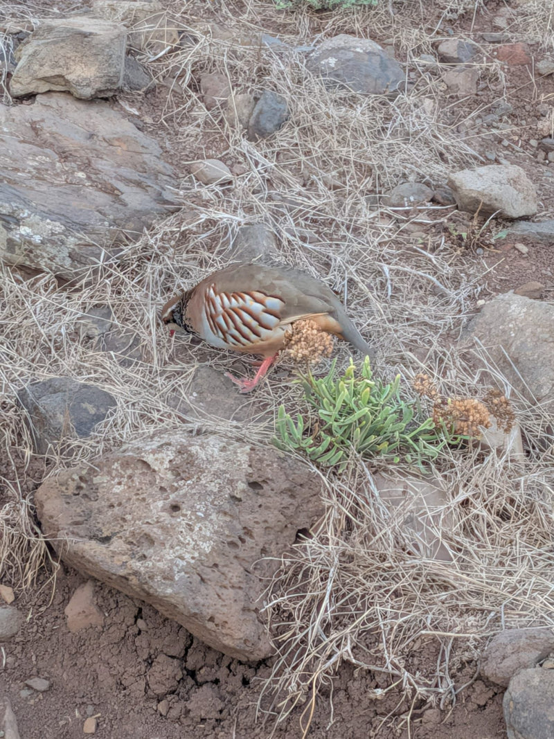 Klippenhuhn — photo 1 sur 1