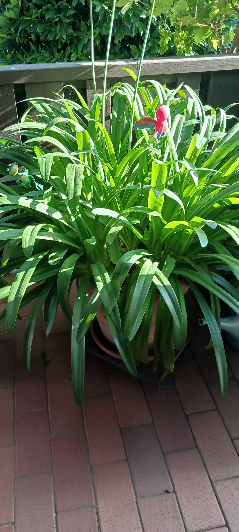 Un clivia luxuriant aux longues feuilles vertes se trouve dans un pot en argile sur un sol en pierre. La plante présente un feuillage vigoureux.