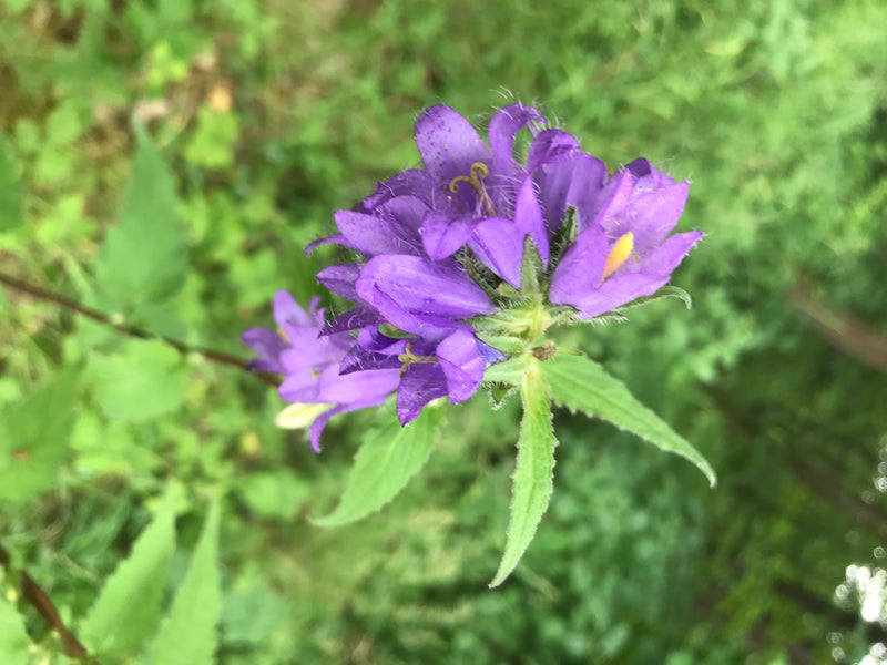 Campanule enchevêtrée — photo 1 sur 1