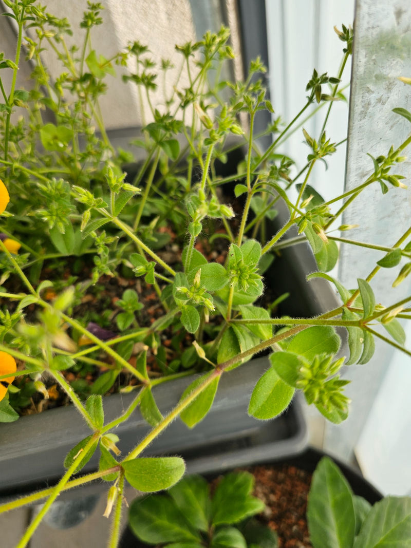 Hornwort emmêlé — Bild 1