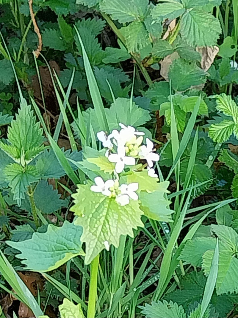 Moutarde à l'ail — Bild 1