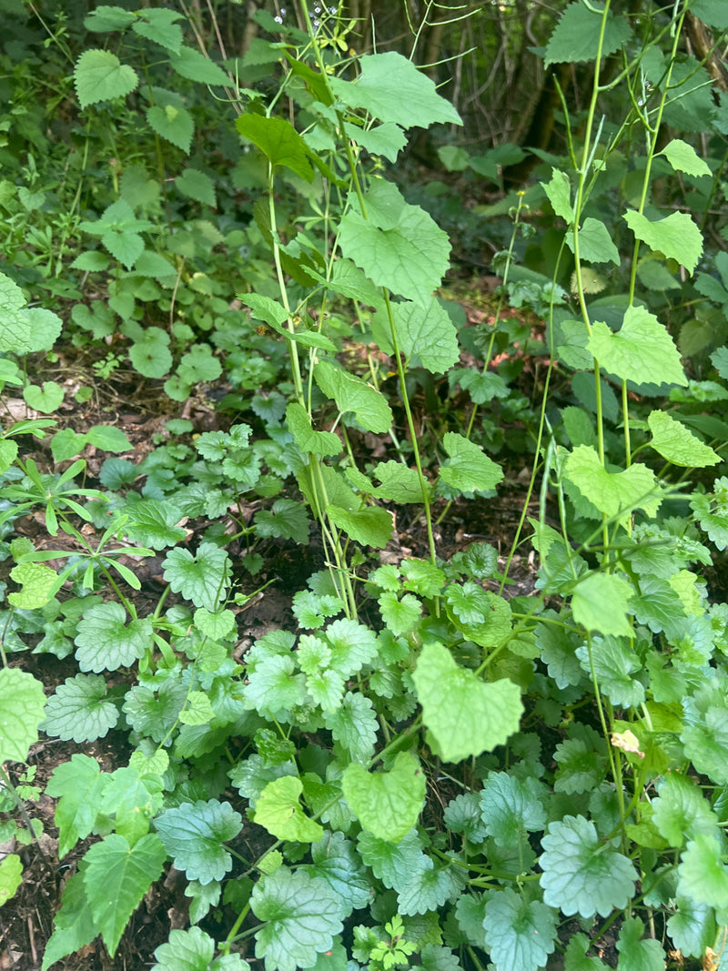 L'image montre plusieurs spécimens d'alliaire officinale avec leurs feuilles typiques en forme de cœur. Ils poussent sur le sol dans un environnement foresti...